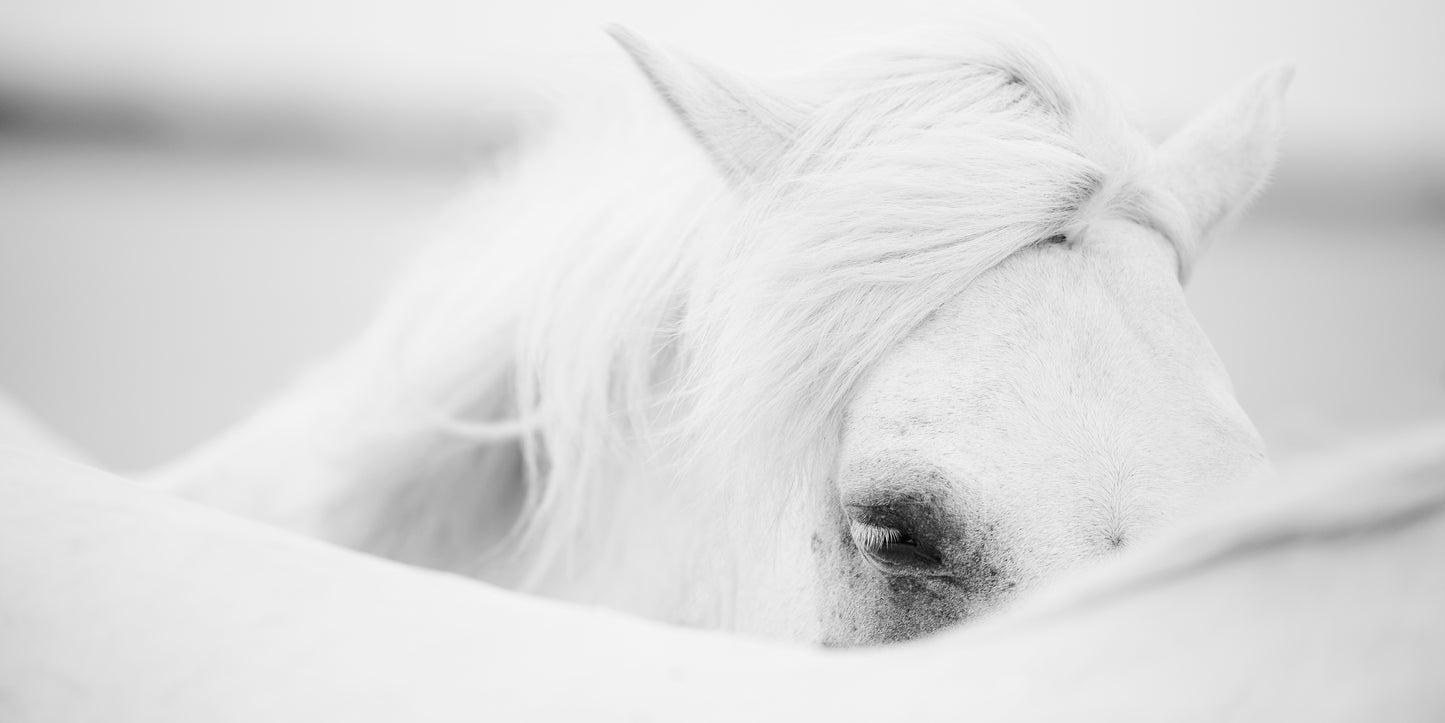 Cheval Blanc II