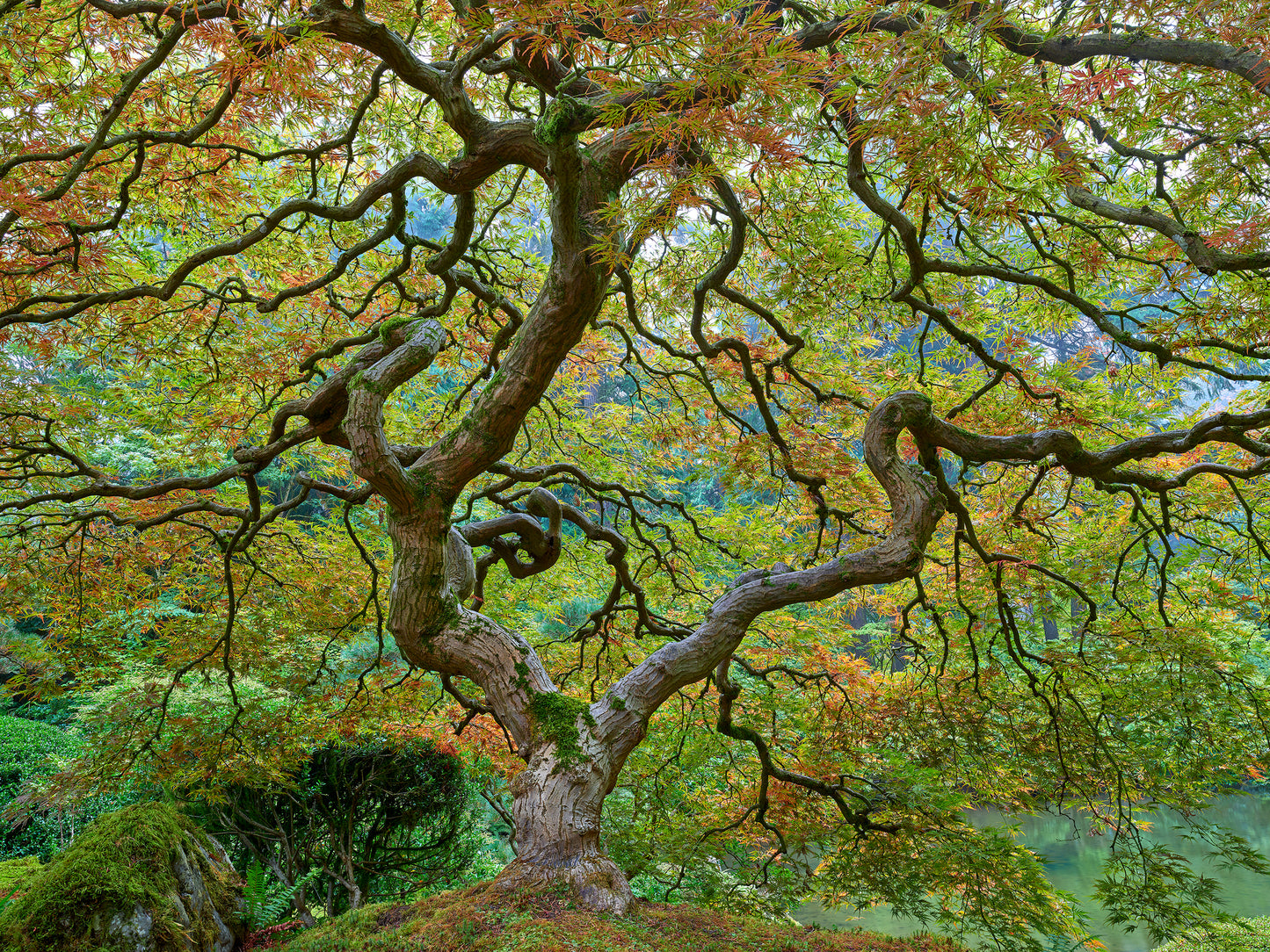 Dragon Maple