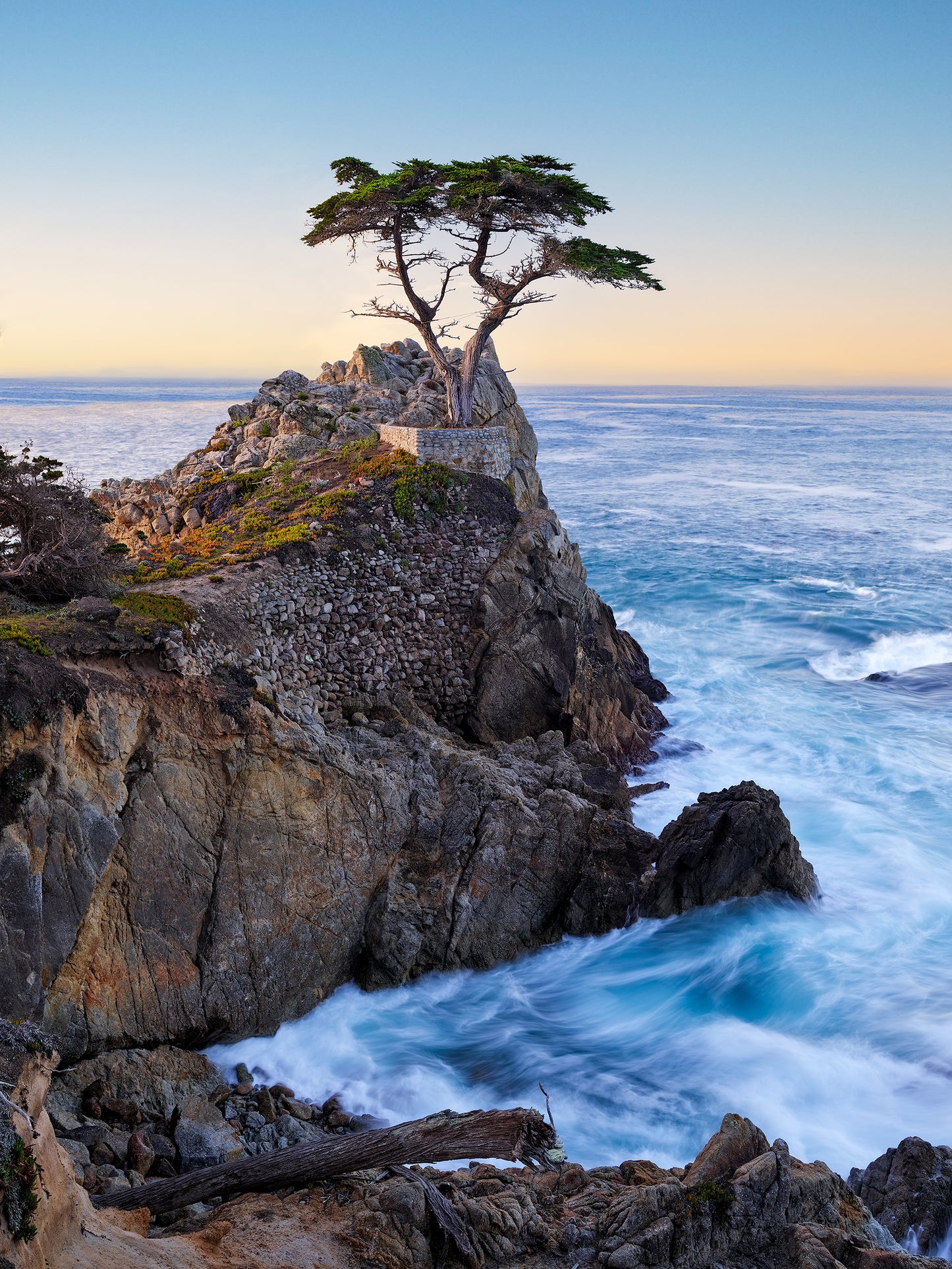 Lone Cypress at Daybreak