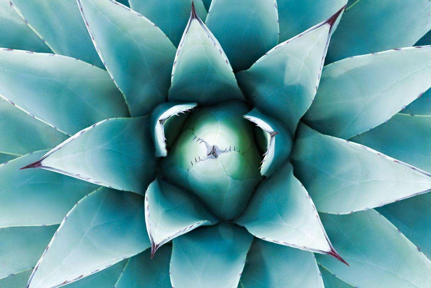 Sedona Agave