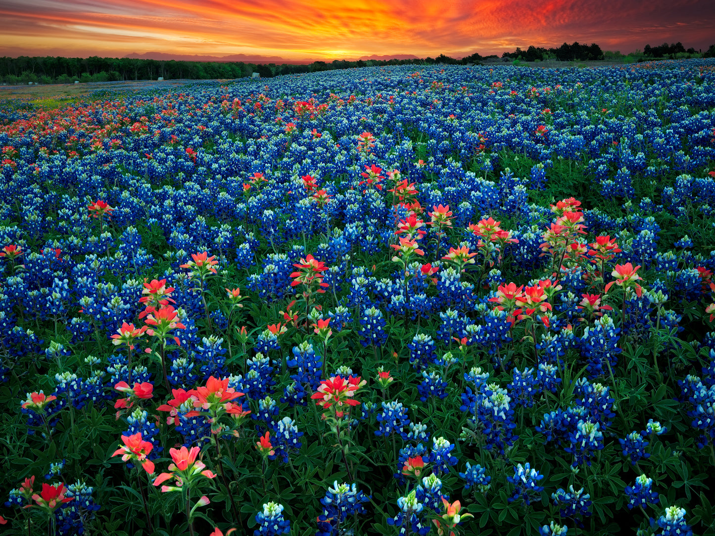 Texas Bluebonnets