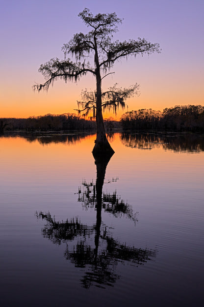 Cypress At Dusk