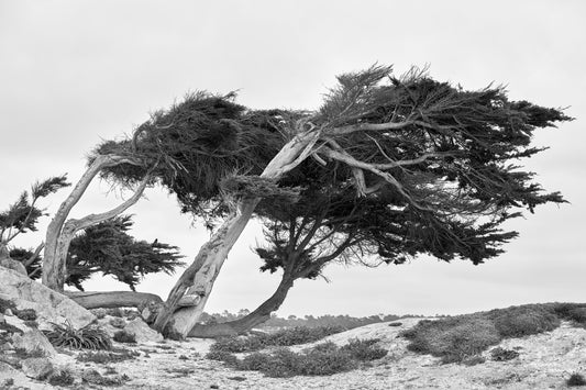 Ocean Cypress