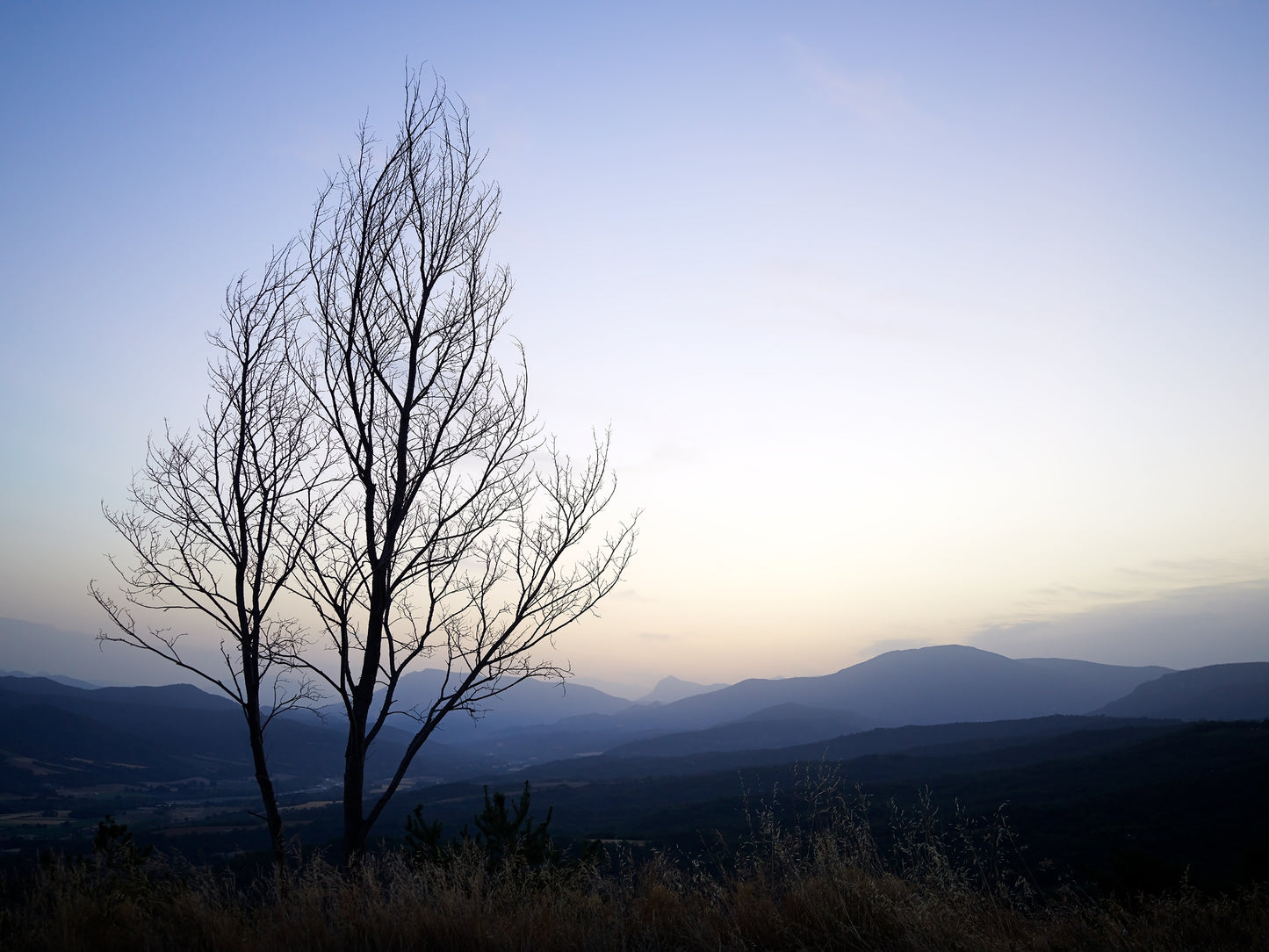 Provence Tree at Daybreak